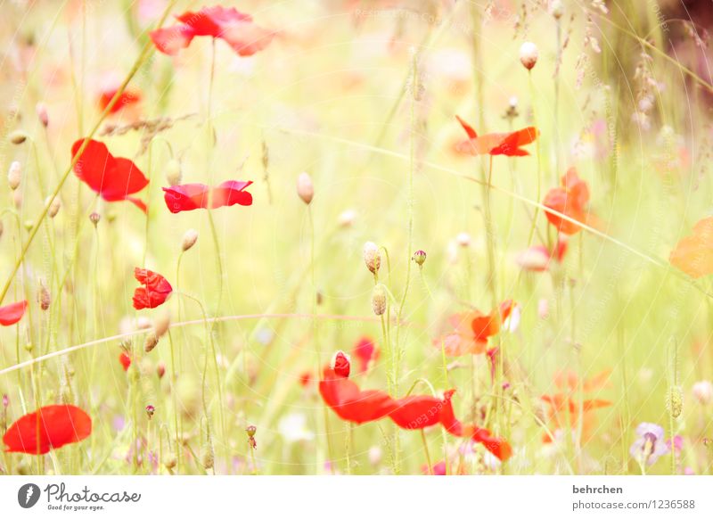 mo(h)ntagserwachen Natur Pflanze Frühling Sommer Herbst Schönes Wetter Blume Gras Blatt Blüte Wildpflanze Mohn Garten Park Wiese Feld Blühend verblüht Wachstum