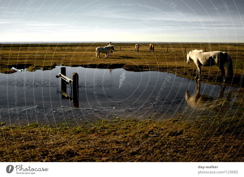 Horse Island Weide Feld Steppe Teich Pfütze Pferd Gras Grasland Reflexion & Spiegelung Wolken Küste auslaufen Tier Spiegelbild Strand Säugetier Insel Landschaft