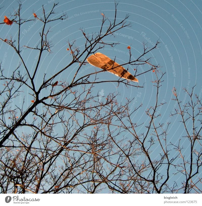 Blatt Farbfoto Außenaufnahme Menschenleer Froschperspektive Medien Printmedien Zeitung Zeitschrift Himmel Baum blau Information Ast Zweig Tag