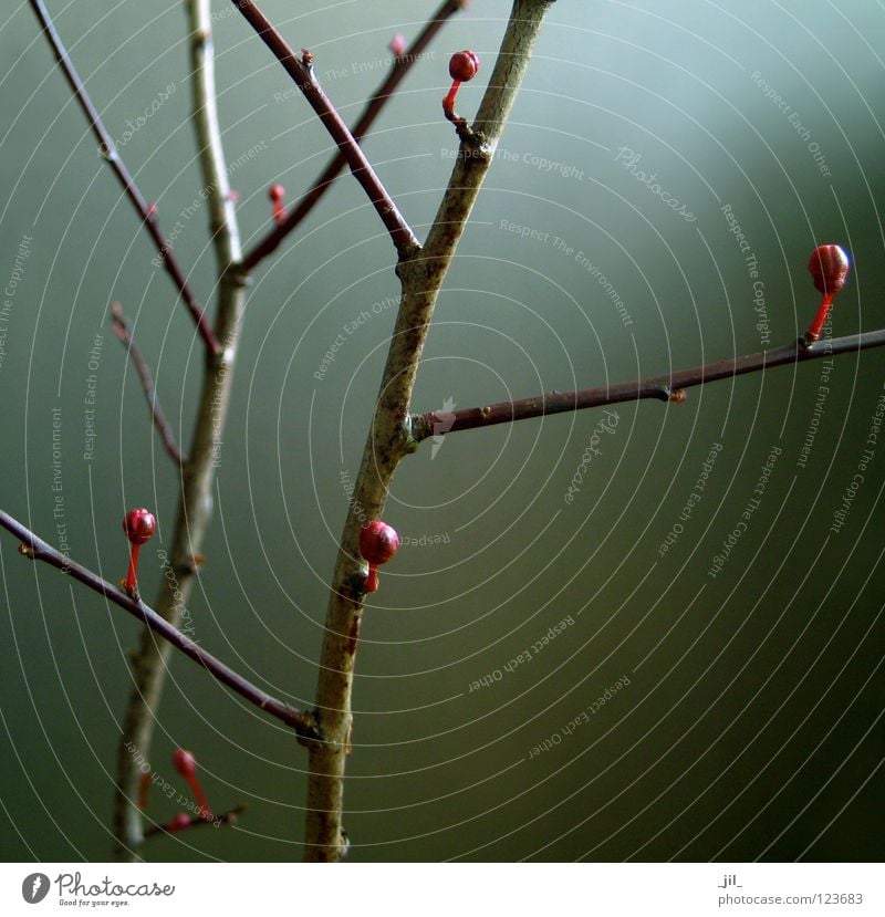 zen 2 schön Leben Skulptur Natur Baum Blüte Wachstum dunkel einfach blau braun grau rot Beginn Pflaume Rosengewächse Kraft sprießen khakigrün Zweig Ast