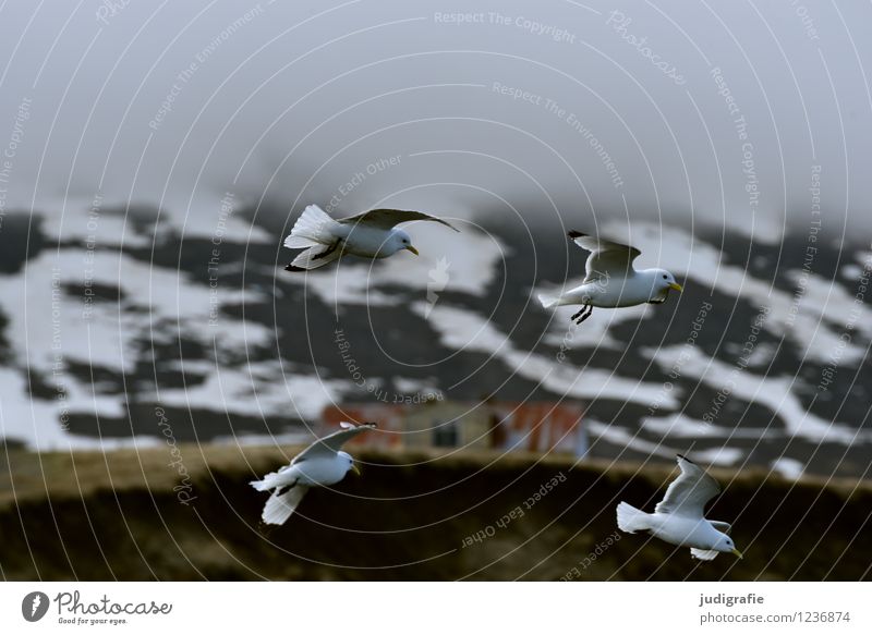 Island Umwelt Natur Landschaft Wolken Klima schlechtes Wetter Nebel Berge u. Gebirge Schneebedeckte Gipfel Tier Wildtier Möwe Dreizehenmöwe 4 fliegen natürlich