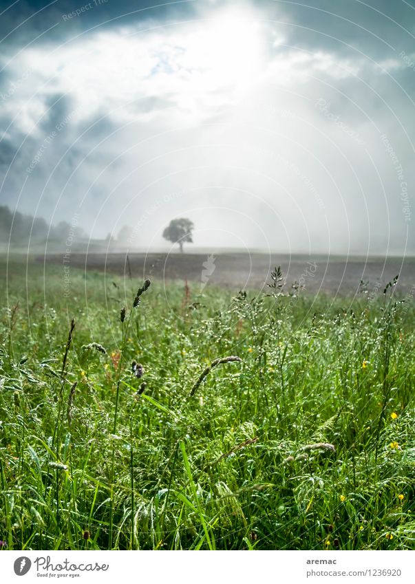 Morgenstimmung Umwelt Natur Landschaft Pflanze Himmel Sommer schlechtes Wetter Nebel Baum Gras Farn Wiese grün Stimmung ruhig Farbfoto Gedeckte Farben