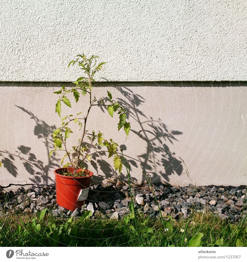 zweischattige Tomate Gemüse Natur Pflanze Sommer Grünpflanze Nutzpflanze Garten Mauer Wand Blumentopf dehydrieren Wachstum braun grün Umwelt