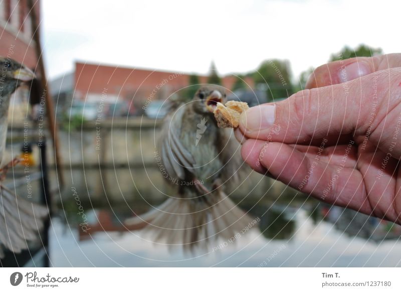 aus der Hand Berlin Stadtzentrum Altstadt Tier Vogel 2 füttern Spatz Farbfoto Nahaufnahme Tag Blitzlichtaufnahme Tierporträt