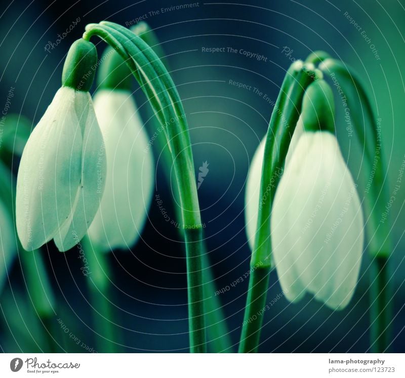 Snowdrops Schneeglöckchen Blume Pflanze Wiese Blumenwiese Frühling Winter Jahreszeiten Sommer Blüte Wachstum gedeihen sprießen Neigung hängen hängen lassen zart