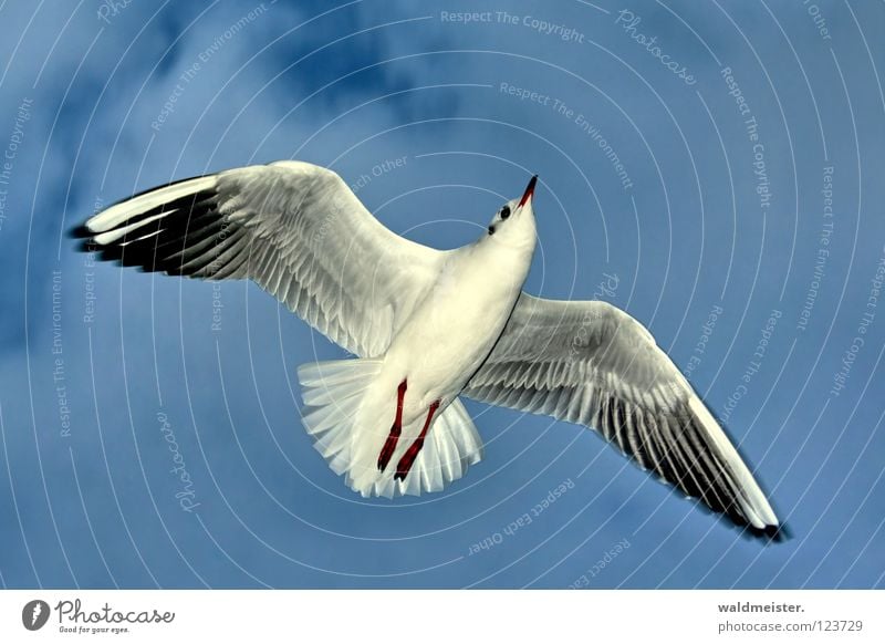 Möwe Lachmöwe Vogel Feder Schnabel Meer Strand Möwencase nicht schon wieder Möve Himmel Luftverkehr fliegen Flügel