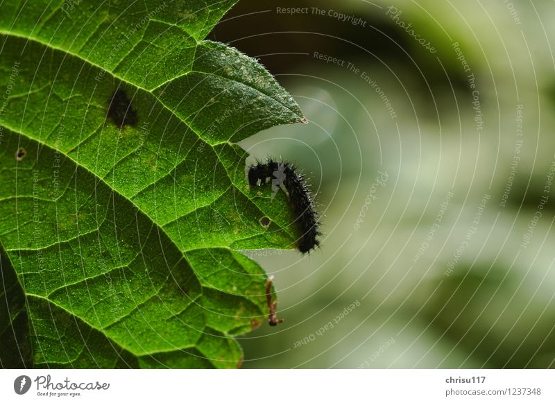 hungrige kleine Raupe / Pfauenauge Natur Pflanze Blatt Grünpflanze Wiese Tier Wildtier Schmetterling 1 Tierjunges Fressen krabbeln Tagpfauenauge Farbfoto