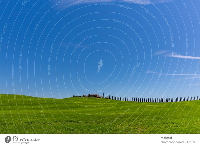 Ein Landgut mit einer Zypressenallee im Frühling Ferien & Urlaub & Reisen Haus Landschaft Wolkenloser Himmel Sonnenlicht Baum Gras Wiese Feld Hügel ästhetisch