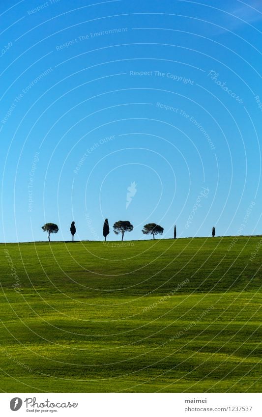 Sieben einsame Bäume in grünen Toskanawiesen Ferien & Urlaub & Reisen Freiheit Sonne Landschaft Wolkenloser Himmel Horizont Frühling Schönes Wetter Baum Gras