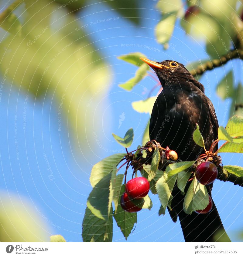 Amsel im Kirschbaum Natur Sommer Schönes Wetter Pflanze Blatt Nutzpflanze Kirsche Garten Tier Wildtier Vogel Singvögel 1 Fressen hocken authentisch saftig grün