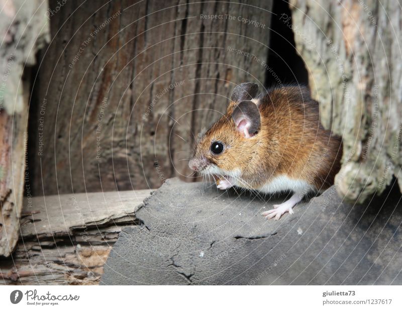 Frau Waldmaus wohnt im Gartenhaus ;) Umwelt Natur Frühling Sommer Hütte Scheune Holzhütte Lagerschuppen Wildtier Maus 1 Tier beobachten Fressen hocken Blick