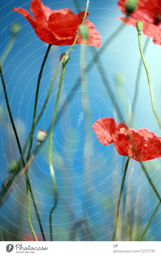 rot und Blau Umwelt Natur Landschaft Pflanze Urelemente Luft Himmel Wolkenloser Himmel Frühling Sommer Klima Schönes Wetter Blume Wildpflanze Garten Park Wiese