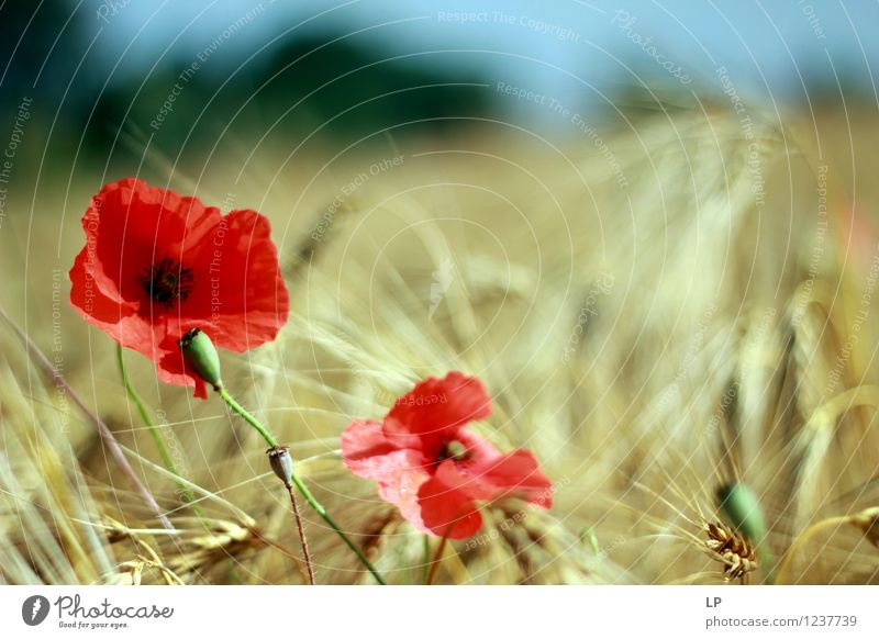 2 Mohnblumen Umwelt Natur Landschaft Pflanze Urelemente Luft Himmel Wolkenloser Himmel Horizont Frühling Sommer Klima Schönes Wetter Blüte Nutzpflanze