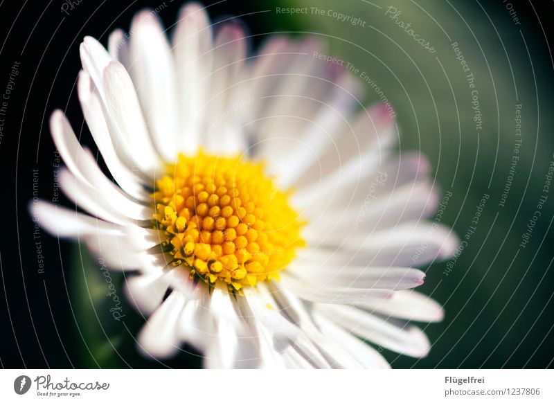 Lichtblick Natur Pflanze Blume Blüte Garten Park Wiese Wachstum gelb Margerite Strukturen & Formen weiß Makroaufnahme Dynamik Sonnenlicht Sommer Farbfoto