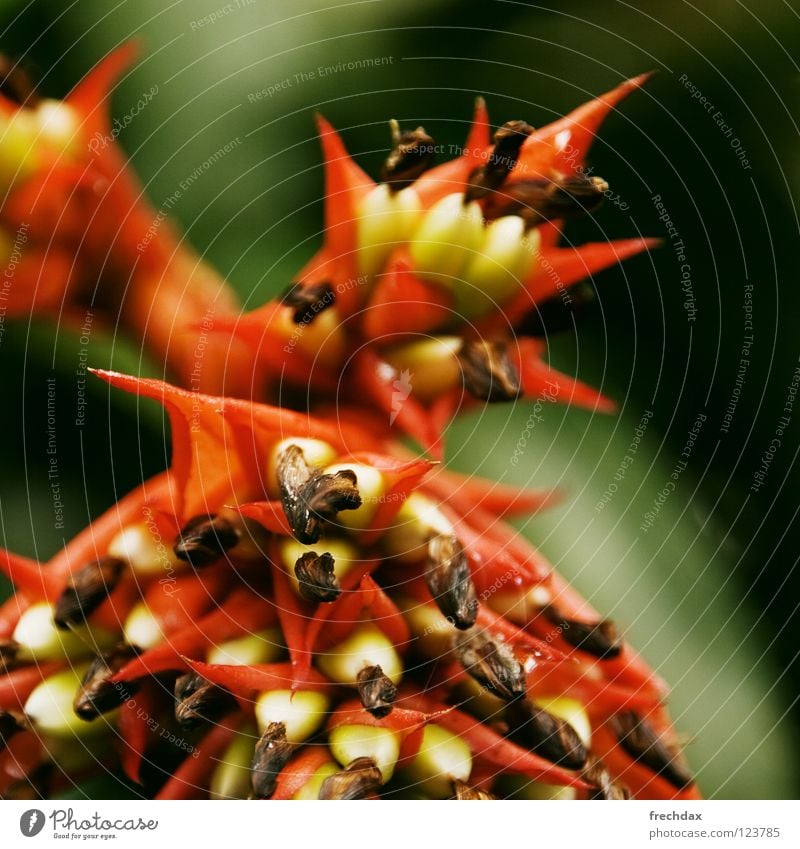 Roter Drache Pflanze Urwald nass Physik Monsun Ferne Blume grün Kerne gelb dünn filigran rot gerollt Unschärfe Dreieck schleimig Schleim Seidenpapier Botanik