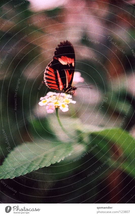 Butterfliege Schmetterling Blume Blatt rot weiß grün Tiefenschärfe Makroaufnahme Frühling Sommer Fühler Nahaufnahme schön orange Natur exotisch Flügel