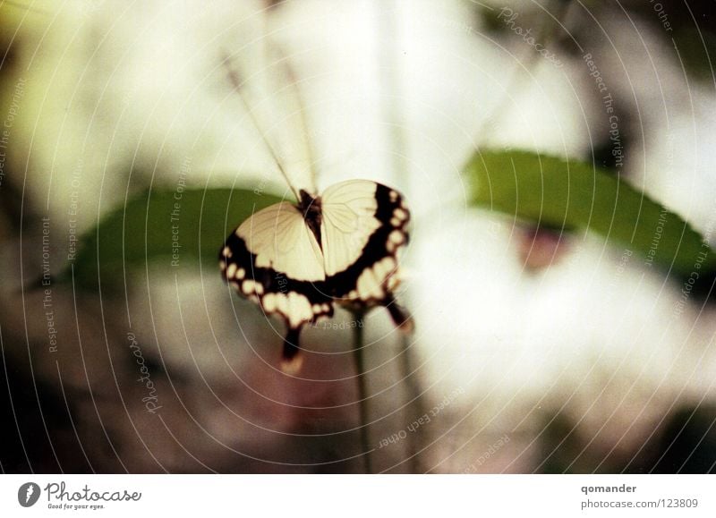 Motion Schmetterling Blume Blatt rot weiß grün Tiefenschärfe Makroaufnahme Frühling Sommer Fühler Nahaufnahme schön orange Natur exotisch Flügel