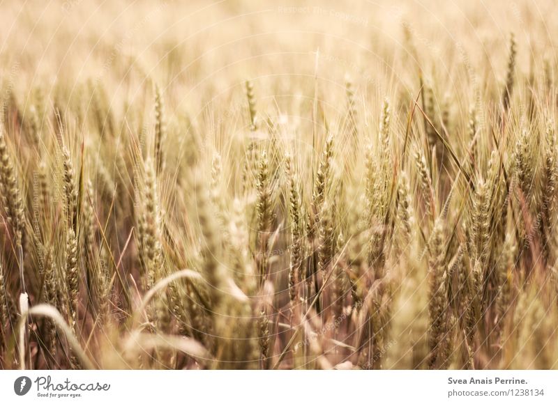 ernte. Umwelt Natur Sommer Schönes Wetter Feld leuchten Wachstum Freundlichkeit natürlich trocken Gefühle stagnierend Stimmung regional Ernte Kornfeld Getreide