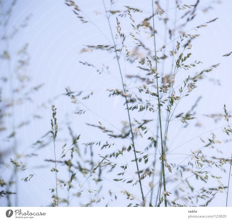 Hyposensibilisierung... Gras Wiese Sommer Physik hell-blau grün Froschperspektive Ähren Grasland Blütenpflanze Halm Freude Himmel Wärme liegen Rispen Weide