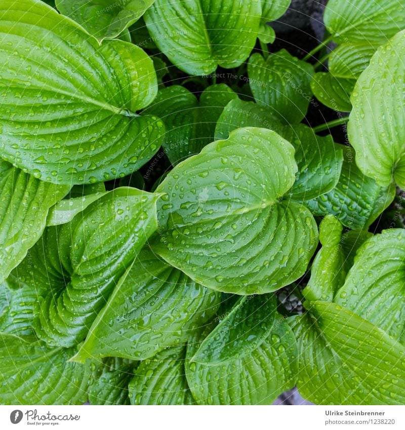 Vielfältig mit Feuchtigkeitscreme Natur Pflanze Wasser Wassertropfen Sommer Regen Blume Blatt Grünpflanze Topfpflanze Garten glänzend Wachstum nass natürlich