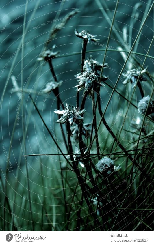 Breeze Dämmerung Brise Meer grün Wind verweht kalt frisch Blume Schilfrohr Strand Wachstum rau Küste Makroaufnahme Nahaufnahme Abend blau wehen Wildtier ruhig