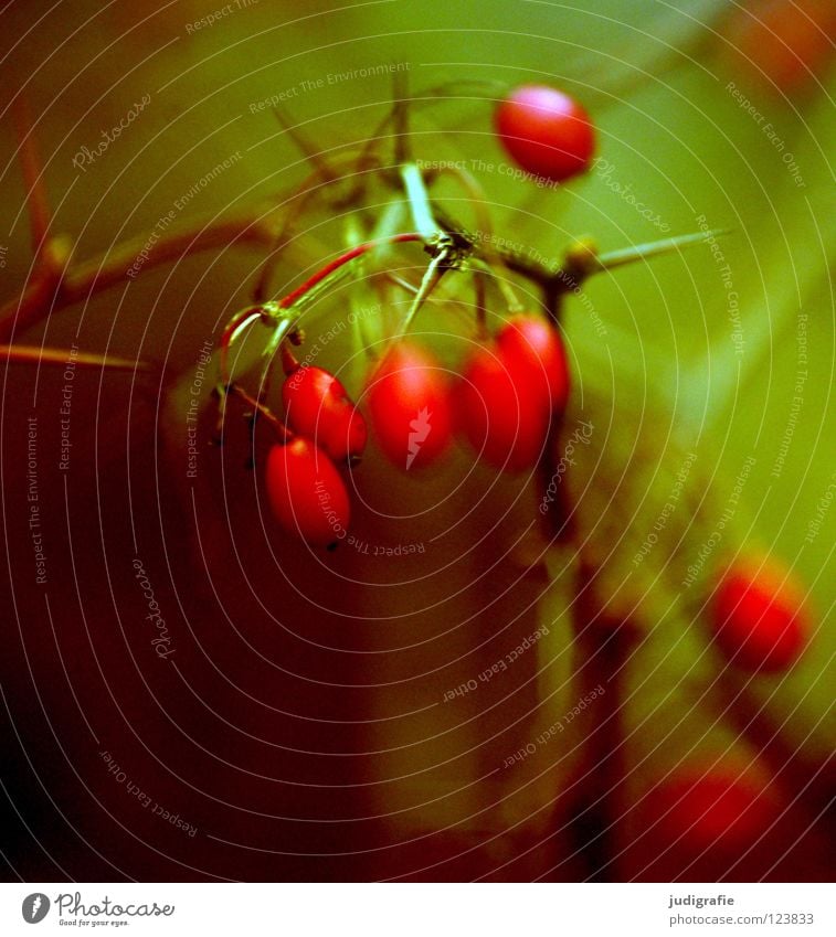 Rot rot Berberitze Heilpflanzen Sträucher grün Herbst Winter nass kalt klein Dorn zart Umwelt Farbe Beeren Tee Frucht Zweig Einsamkeit Natur Außenaufnahme