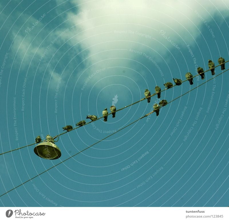 Aufm Sonnendeck Vogel Taube Mannheim Sommer Wolken Laterne Reihe Querschläger