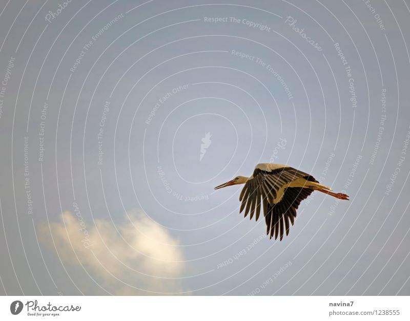 Meister Adebar Luft Himmel Sommer Schönes Wetter Tier Wildtier Vogel Storch 1 rennen elegant Geschwindigkeit wild blau Freiheit Umwelt fliegen Kindergarten