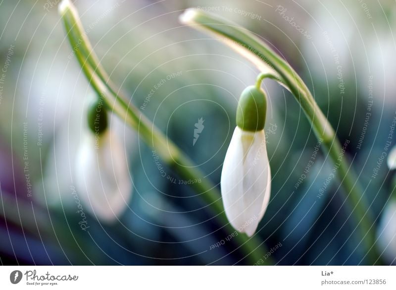 Erwachen Winter Frühling Blume Blüte Blühend Wachstum kalt klein blau weiß Kraft Müdigkeit Schneeglöckchen Januar Februar sprießen zart aufwachen zuletzt