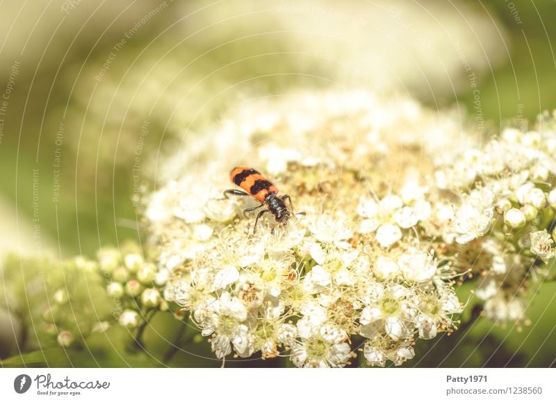 Bienenkäfer Natur Pflanze Frühling Sommer Blume Käfer Gemeiner Bienenkäfer Buntkäfer 1 Tier krabbeln rot schwarz Farbfoto Außenaufnahme Tag