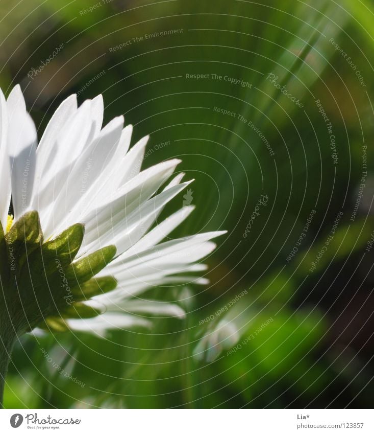 der Sonne entgegen... Außenaufnahme Detailaufnahme Makroaufnahme Sommer Frühling Blume Gras Blüte Wiese Blühend Wachstum frisch klein grün weiß Kraft rein