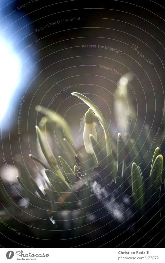 Frühling Schneeglöckchen grün schwarz Pflanze Blüte Schwarzweißfoto fruehlingsbote galanthus frühlingspote blüme