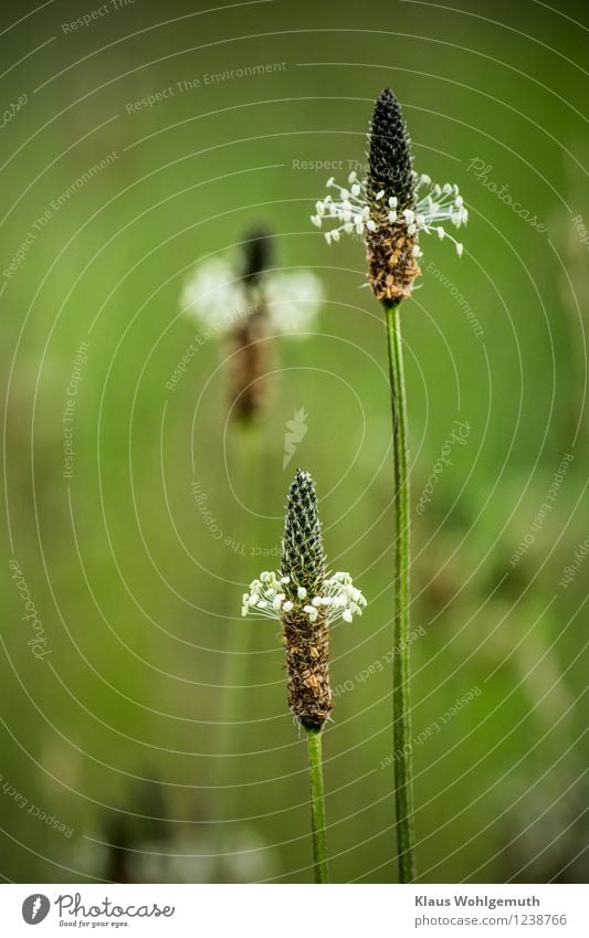 Kleine Welt am Wegesrand ( Spitzwegerich ) Medikament Umwelt Natur Pflanze Sommer Schönes Wetter Blüte Wildpflanze Heilpflanzen Wiese Feld Blühend schön braun