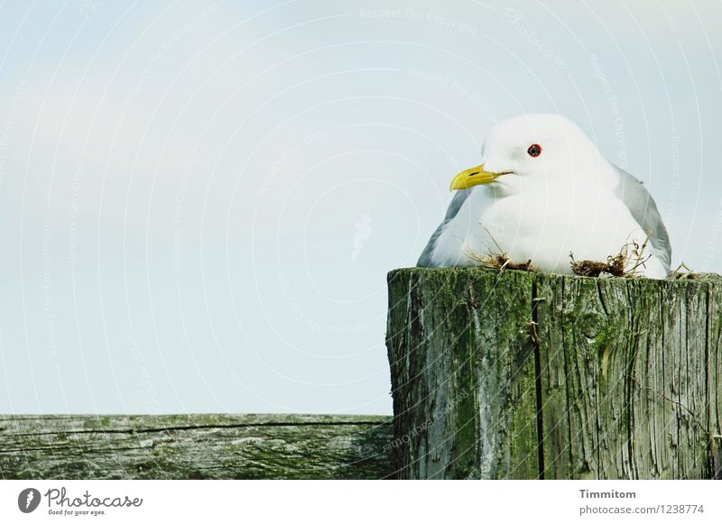 Besorgt. Umwelt Natur Tier Himmel Schönes Wetter Dänemark Vogel Möwe 1 Pfosten Zaun Holz ästhetisch natürlich blau grün weiß Gefühle Wachsamkeit brütend