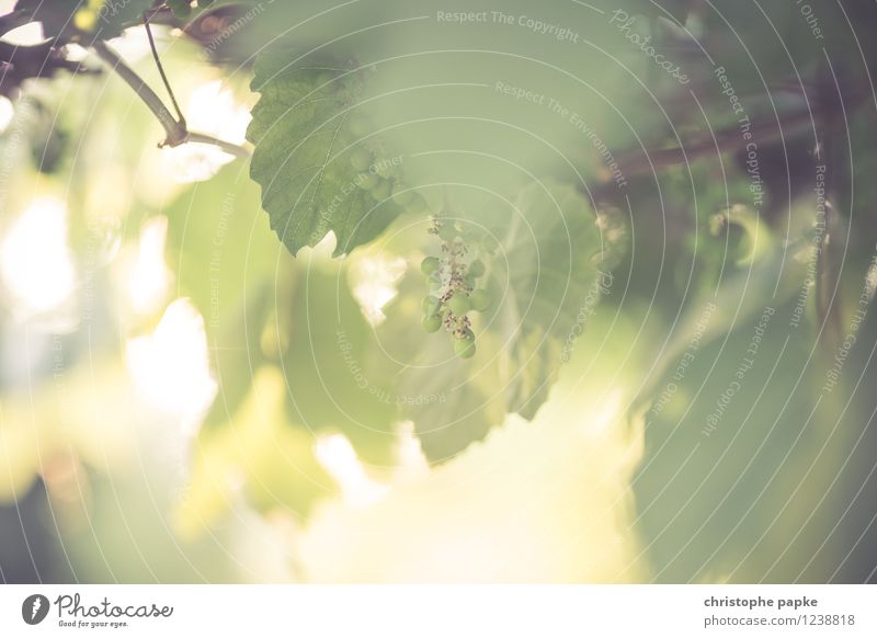 Sommerwein Ernährung Wein Pflanze Schönes Wetter Blatt Grünpflanze Nutzpflanze Wildpflanze Blühend Wachstum hell Farbfoto Gedeckte Farben Außenaufnahme