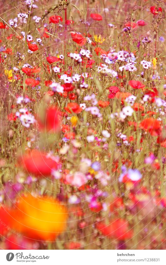 noch immer mo(h)nday Natur Pflanze Frühling Sommer Herbst Schönes Wetter Blume Gras Blatt Blüte Wildpflanze Mohn Garten Park Wiese Feld Blühend verblüht