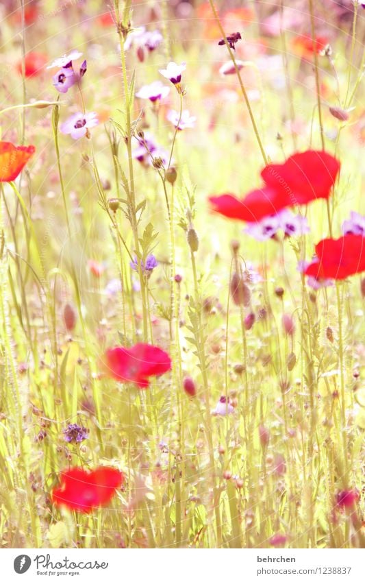 es mo(h)ntagt wieder Natur Pflanze Frühling Sommer Schönes Wetter Blume Gras Blatt Blüte Wildpflanze Mohn Garten Park Wiese Wildtier Biene Flügel Blühend Duft