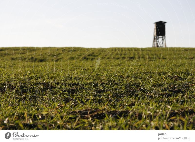 Karnickel-Perspektive Feld Hochsitz Gras Erdmaus Froschperspektive Jäger Gewehr Brandenburg Säugetier Himmel Pflanze Jagd Opfer opferperspektive schießgewehr