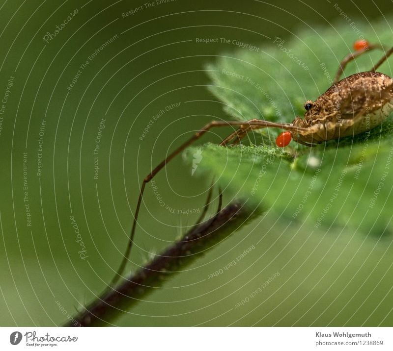 Handicap Krankheit Umwelt Natur Tier Sommer Herbst Pflanze Blatt Wildpflanze Brennnessel Garten Park Wiese Wald Spinne Weberknecht Wassermilbe 3 sitzen Ekel