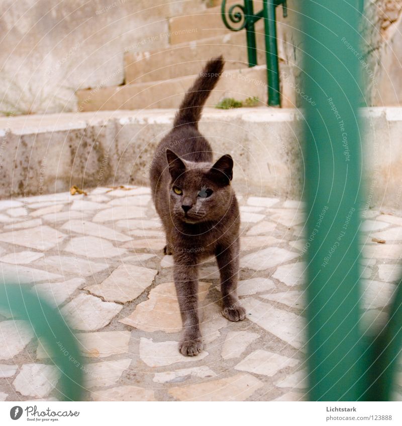 musste sein - sorry Katze Kämpfer schwarz Steinboden Erfahrung Tier Wut Ärger Verkehrswege Hauskatze gewaldsam aggressor Vergangenheit