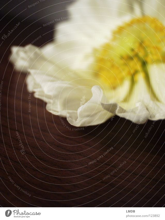 zart Mohn Mohnblüte Blume Blüte weiß gelb Pollen Staubfäden Pflanze Blühend Frühling Sommer Holz Oberfläche fein leicht luftig Wellen wellig gefaltet