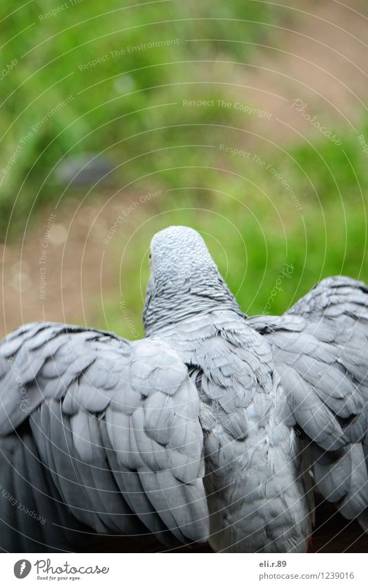 Abflug Freiheit Tier Haustier Wildtier Vogel Flügel Graupapagei fliegen grau grün Vorfreude Beginn Farbfoto Außenaufnahme Textfreiraum oben Tag