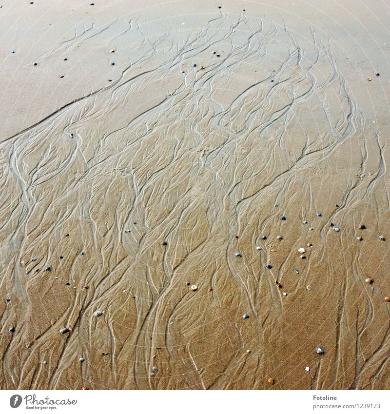 Kunstwerk der Natur Umwelt Urelemente Erde Sand Wasser Schönes Wetter Küste Strand Nordsee Meer nass natürlich braun Priel Kieselsteine Stein Linie Muster