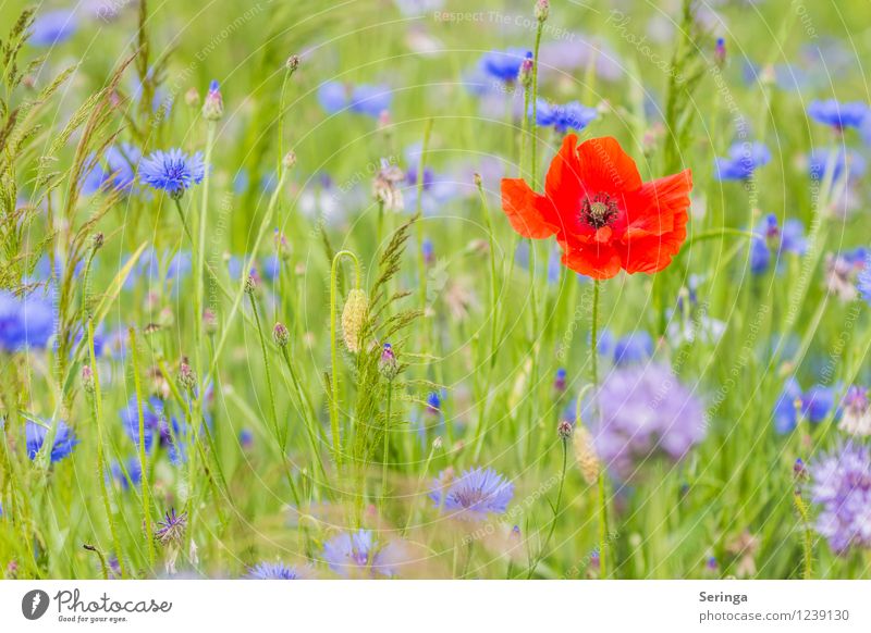 Single sucht.... Umwelt Natur Landschaft Pflanze Tier Sonne Sonnenlicht Sommer Blume Gras Wiese Feld verblüht Wachstum Mohn Mohnblüte Mohnfeld Farbfoto