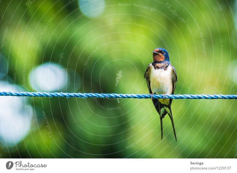 Schöner Ausblick ( Rauchschwalbe ) Natur Pflanze Tier Sonnenlicht Sommer Garten Park Vogel Tiergesicht Flügel 1 fliegen Farbfoto Außenaufnahme Tag Licht