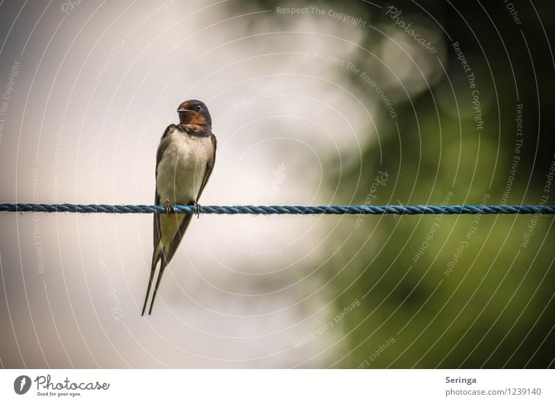 In Balance Natur Landschaft Tier Luft Himmel Sonne Sonnenlicht Sommer Garten Park Vogel Tiergesicht Flügel 1 fliegen Rauchschwalbe Farbfoto Außenaufnahme Tag