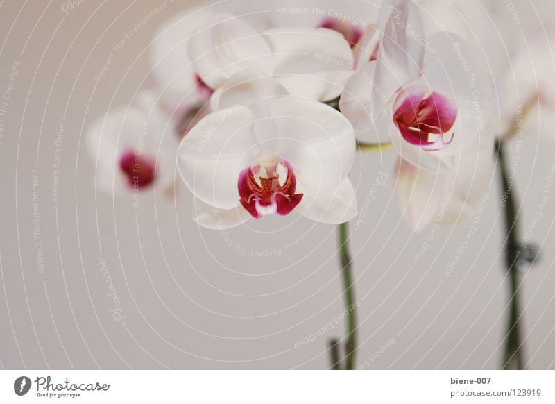 Orchideen Blume Orchideenpracht Blumenpracht Phalaenopsis Phalaenopsispracht