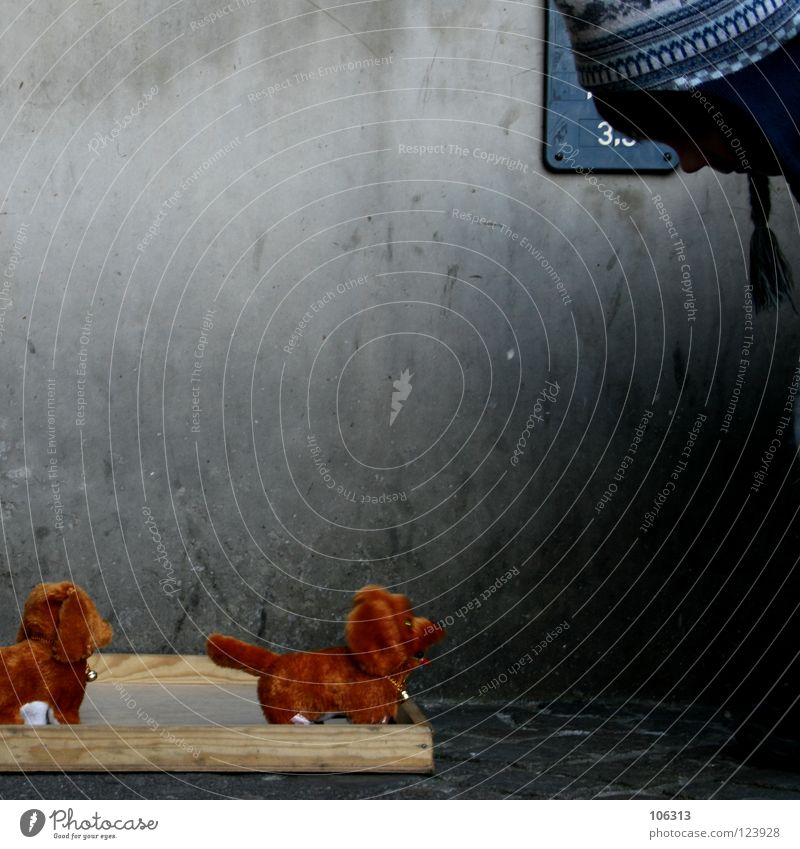 ZWEI HUNDE, EIN PROBLEM Hund Tier Tierheim gefangen laufen braun Spielzeug Stil 2 Zusammensein Spielen Blick Müll Kindheitstraum träumen Beton Jahrmarkt Trödel