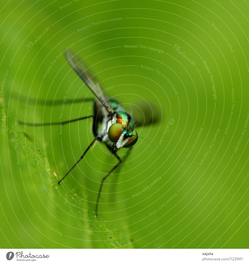 stelzenbeinfliege Urwald Fliege Flügel dünn Insekt Facettenauge Singapore Asien Pfosten Nahaufnahme Makroaufnahme Auge Tier Blatt Beine Kopf