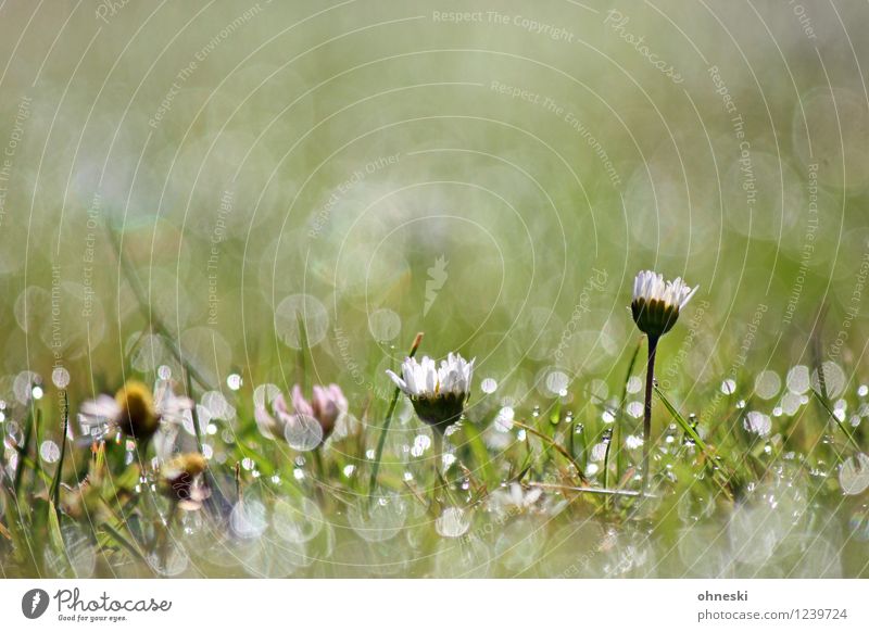 Blümchen Umwelt Natur Pflanze Sommer Blume Gänseblümchen Garten Wiese Zufriedenheit Lebensfreude Frühlingsgefühle Optimismus Duft Kitsch frisch Tau Farbfoto